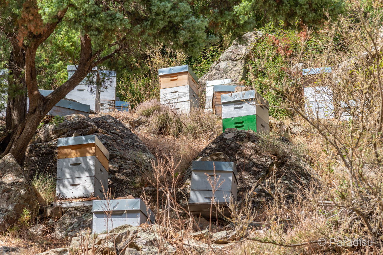 Korsischer Honig Bienenkästen